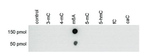 Dot blot using anti-m6A polyclonal antibodies